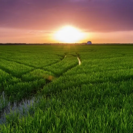 Albufera de valencia