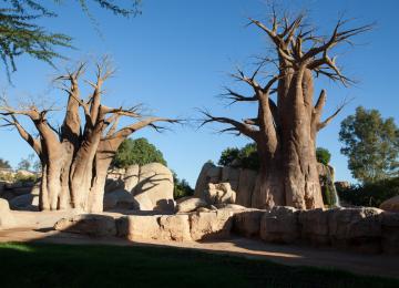 Árboles del Bioparc