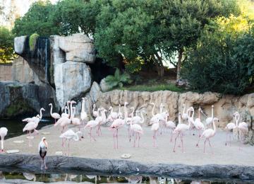 Flamencos en el Bioparc