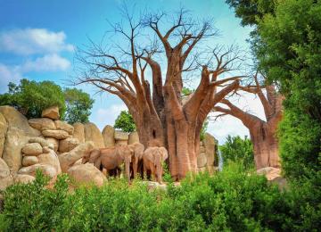 Bioparc Valencia