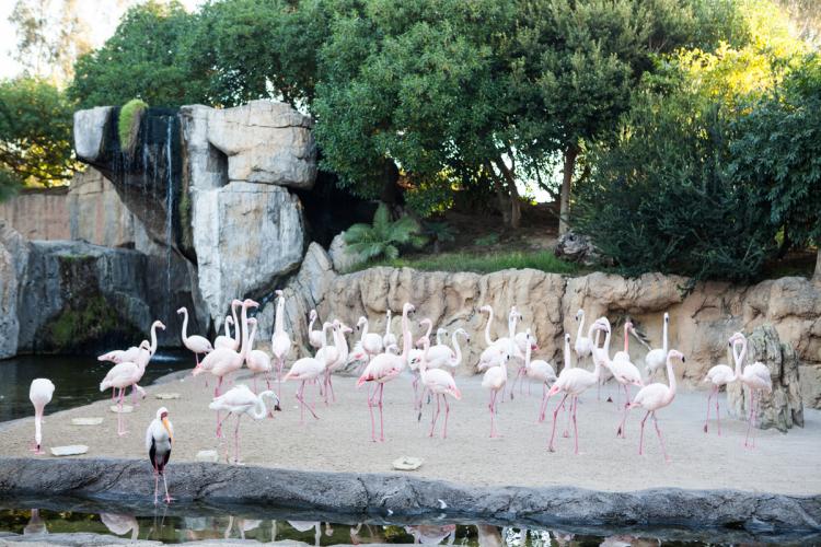 Flamencos en el Bioparc