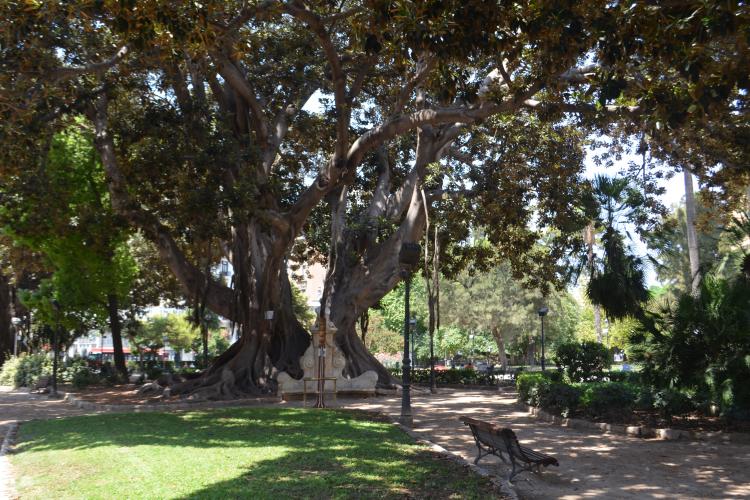Jardines de la plaza de alfonso el magnánimo
