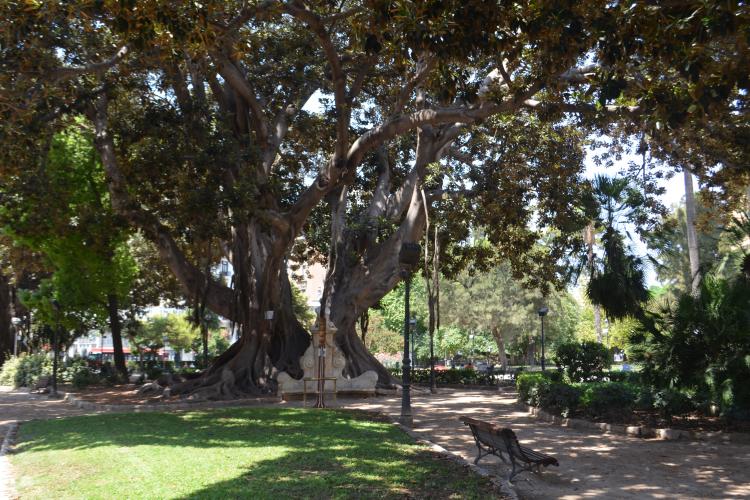 Jardines de la plaza de alfonso el magnánimo